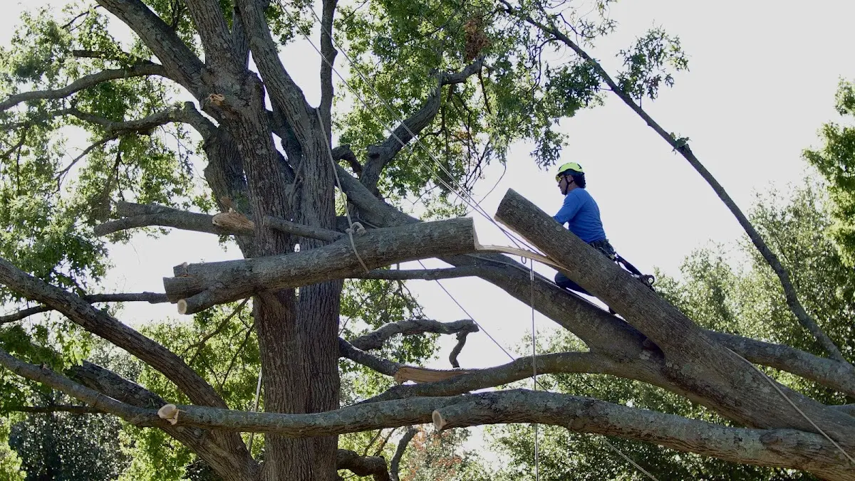 Professional Crown Thinning performed by certified arborists in Gill