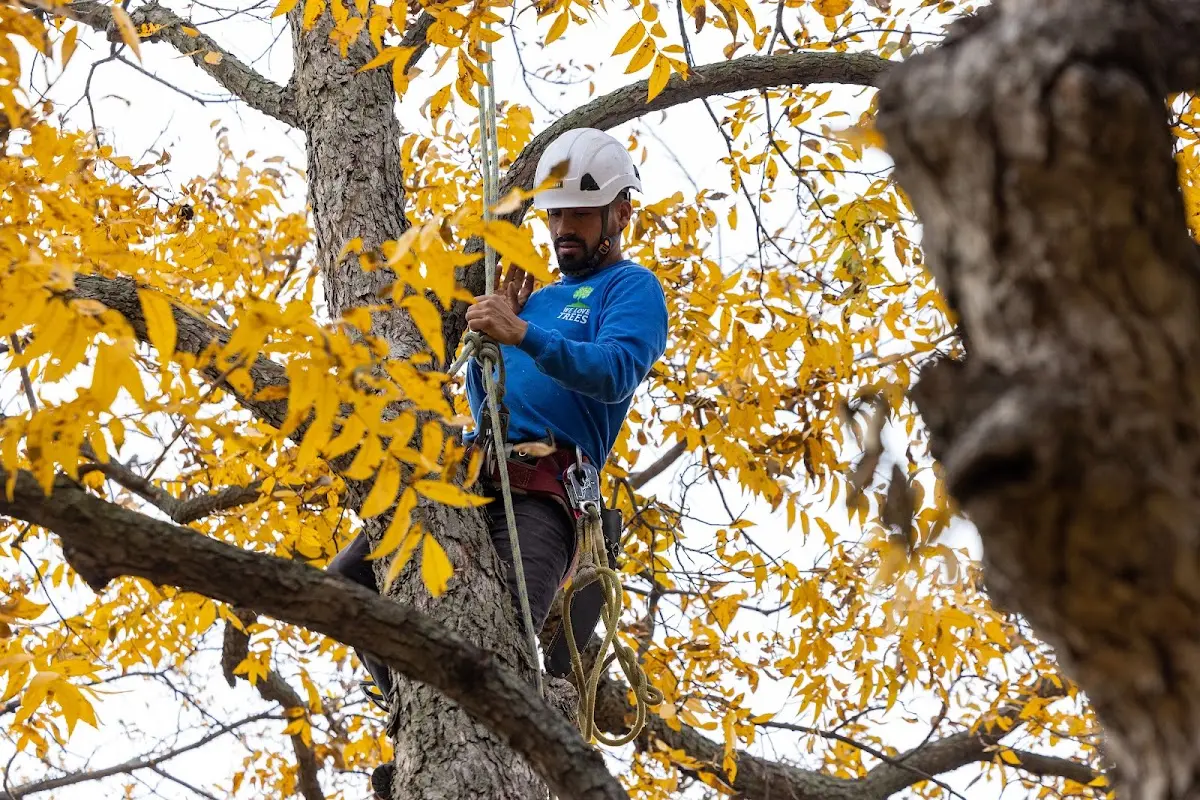 Skilled Tree Disease Treatment crew working in Gill