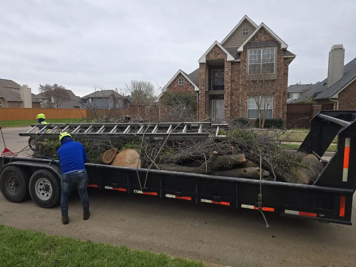 Expert Tree Pest Control with proper safety equipment in Gill